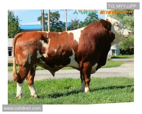 下站何方？公牛官方宣布裁掉日本后卫河村永辉